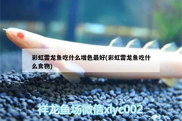 龍魚多長：龍魚的飲食選擇以及注意事項