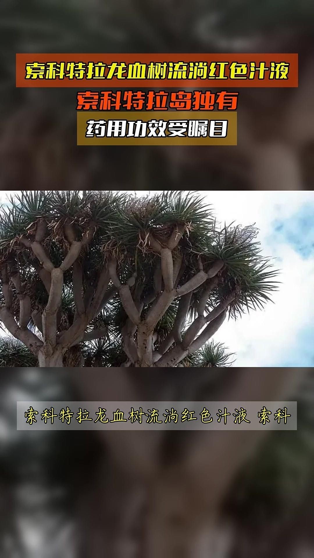 龍血樹汁液有哪些藥用價值？