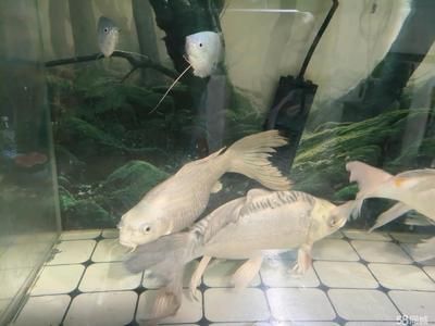 蝴蝶金龍魚（蝴蝶金魚與蝴蝶鯉可以混養嗎？）