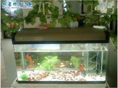 養龍魚水里需要放什么：養龍魚時水質和水質的管理