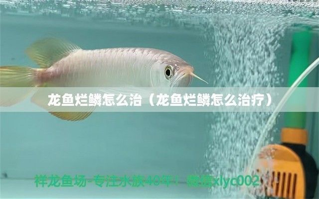 龍魚爛鱗怎么辦：針對(duì)龍魚爛鱗的一些治療方法，希望對(duì)你有所幫助幫助
