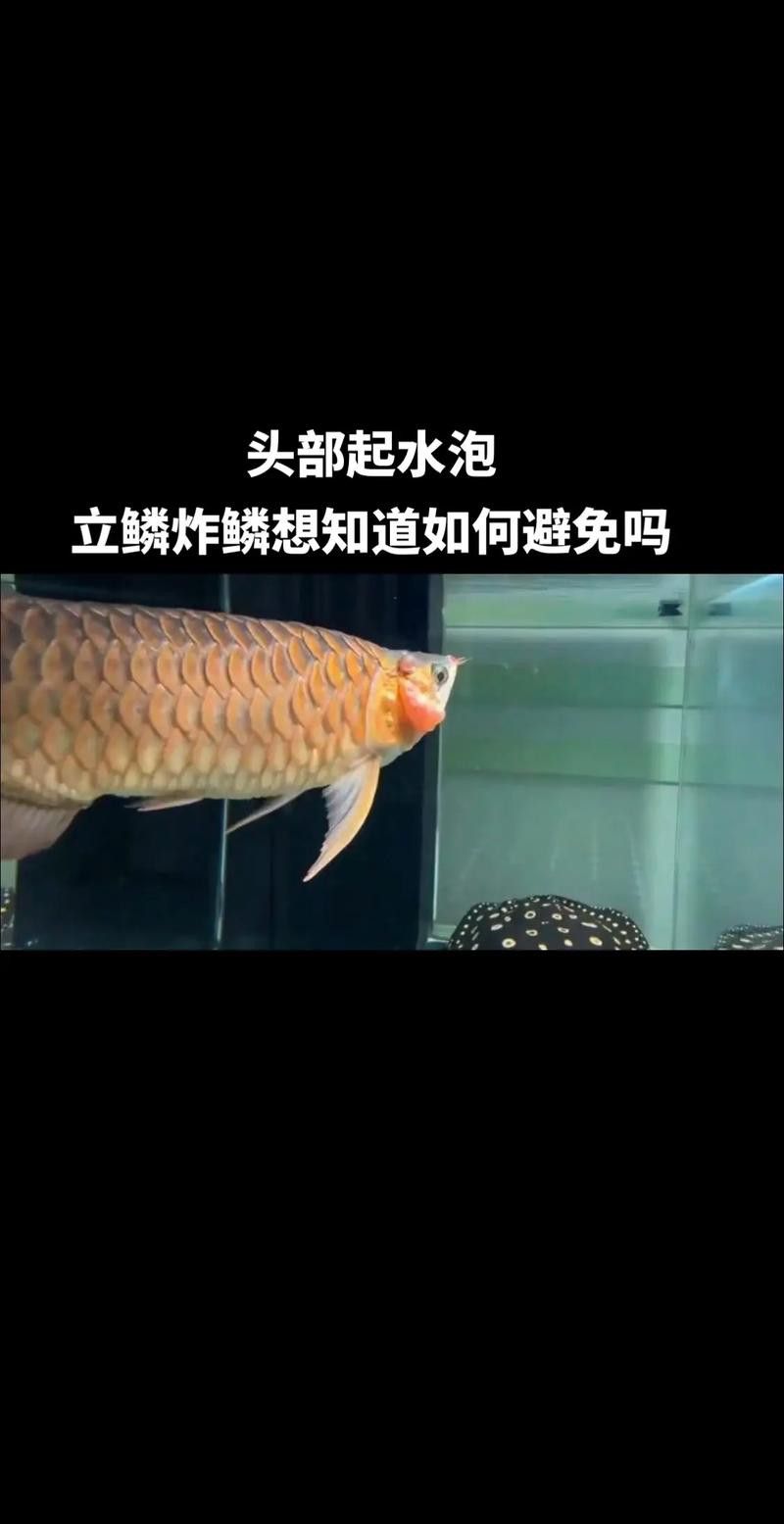 金龍魚溶鱗圖片