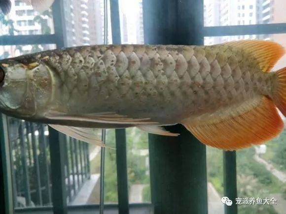 金龍魚溶鱗圖片