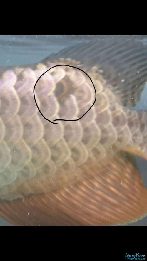金龍魚溶鱗圖片