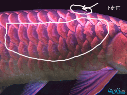 金龍魚溶鱗圖片