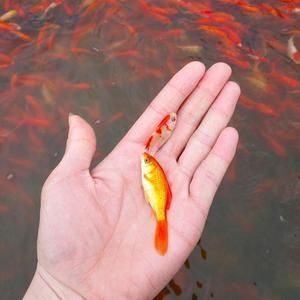 紅龍魚繁殖飼料搭配指南：紅龍魚的繁殖飼料搭配指南 紅龍魚繁殖飼料搭配指南：紅龍魚的繁殖飼料搭配指南 龍魚百科 第4張
