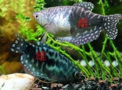 黃藍曼龍魚配對方法：黃藍曼龍魚的配對方式