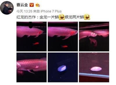 紅龍魚文案【紅龍魚文案寫作智能體正在工作智能體正在工作5步完成】