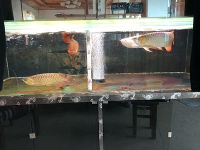 龍魚濾材的更換頻率并沒有一個固定答案而是取決于多種因素：龍魚濾材多久更換一次 龍魚濾材的更換頻率并沒有一個固定答案而是取決于多種因素：龍魚濾材多久更換一次 龍魚百科 第2張