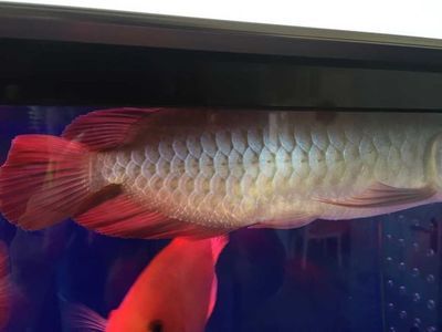 龍魚濾材的更換頻率并沒有一個固定答案而是取決于多種因素：龍魚濾材多久更換一次 龍魚濾材的更換頻率并沒有一個固定答案而是取決于多種因素：龍魚濾材多久更換一次 龍魚百科 第3張