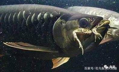 龍魚受驚后恢復吃食的時間（龍魚受驚后恢復吃食的時間因個體差異和驚嚇程度而異） 龍魚受驚后恢復吃食的時間（龍魚受驚后恢復吃食的時間因個體差異和驚嚇程度而異） 龍魚百科 第3張