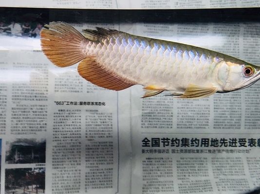龍魚發色用什么燈比較好呢視頻：促進龍魚發色，led燈和熒光燈哪個更有效？ 龍魚發色用什么燈比較好呢視頻：促進龍魚發色，led燈和熒光燈哪個更有效？ 龍魚百科 第2張