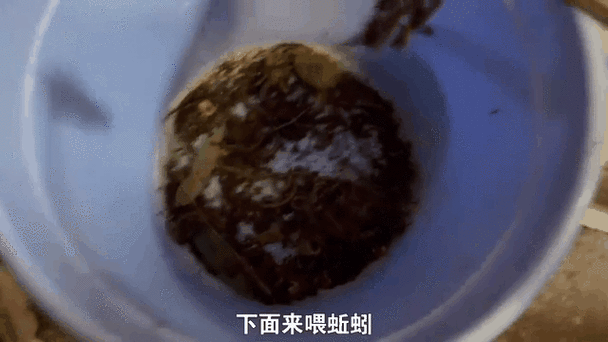 金龍魚除了飼料還能吃什么？