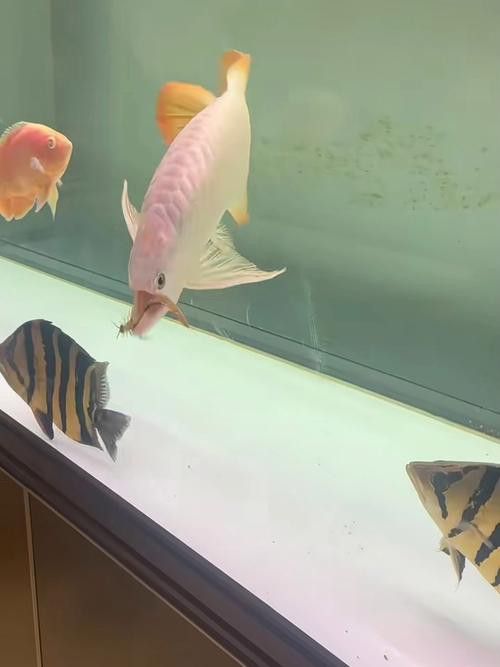 金龍魚除了飼料還能吃什么？