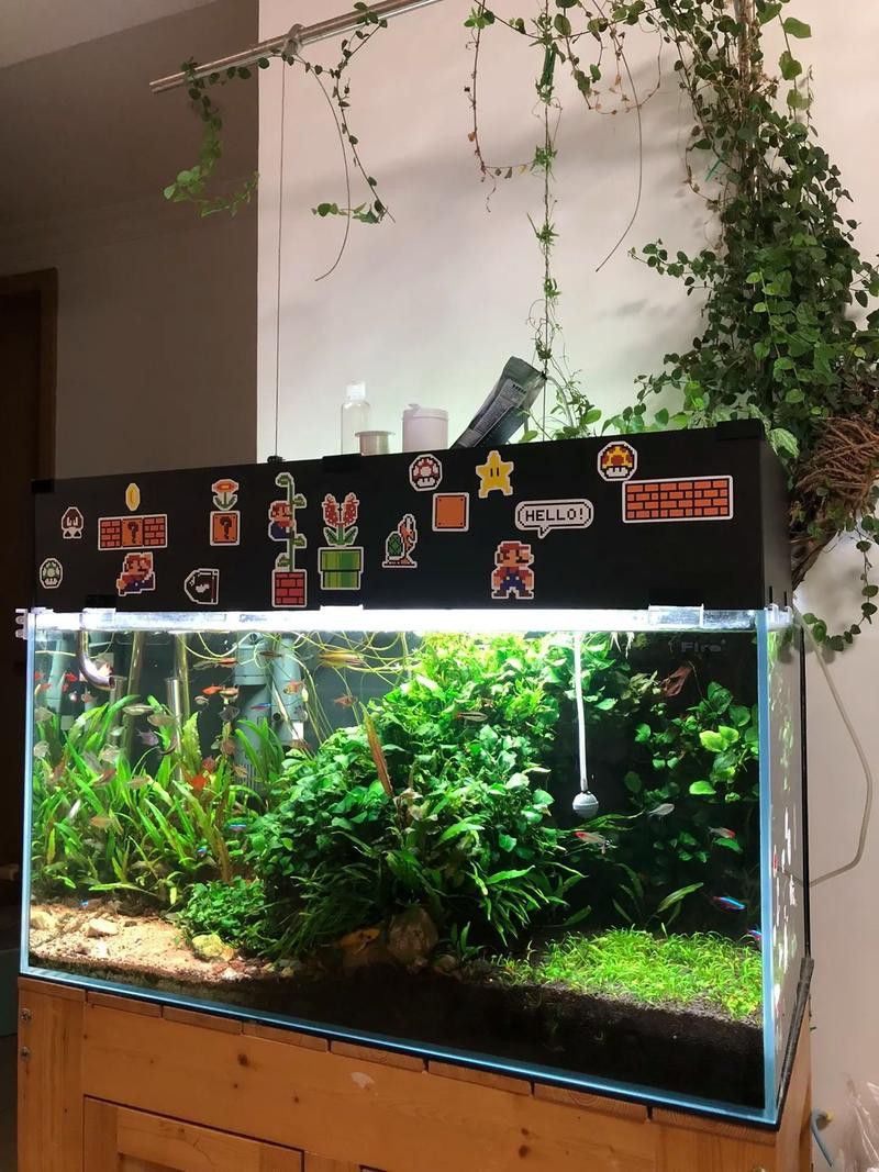 如何保持水溫穩定？ 如何保持水溫穩定？ 龍魚百科 第3張