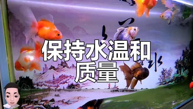 如何保持水溫穩定？ 如何保持水溫穩定？ 龍魚百科 第8張