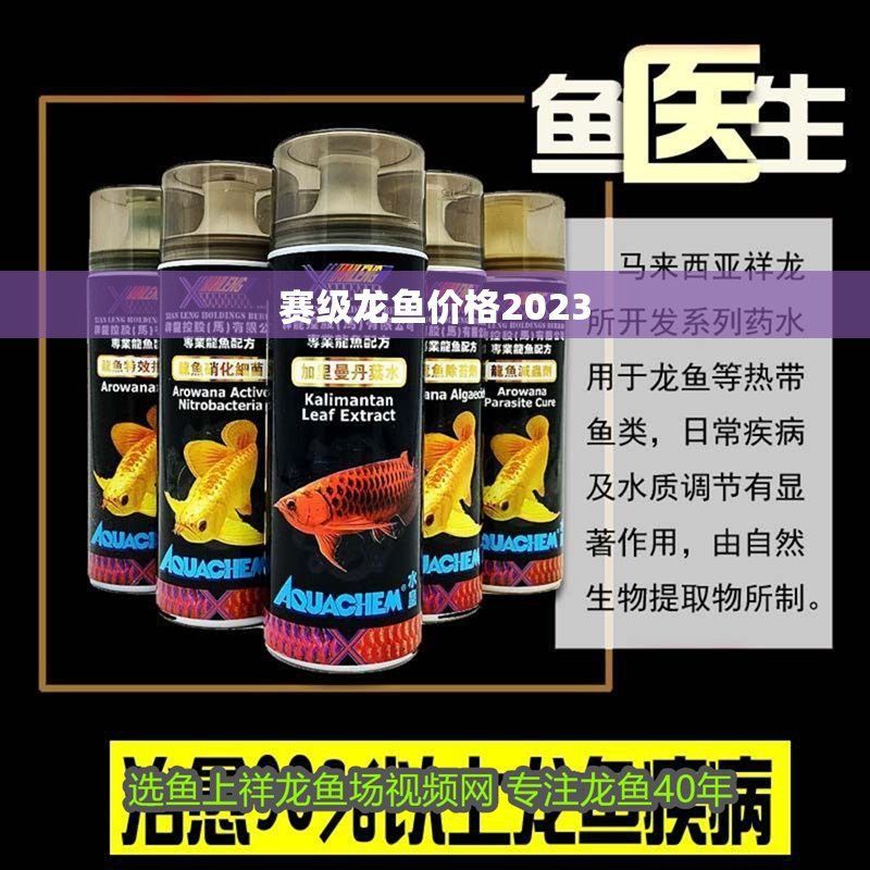 賽級龍魚價格表2023最新消息查詢