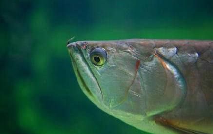 龍魚白眼病怎么醫治最好：龍魚白眼病怎么辦 龍魚白眼病怎么醫治最好：龍魚白眼病怎么辦 龍魚百科 第3張