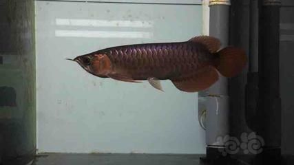 在哪里可以買到龍魚苗子呢：龍魚苗子怎么購(gòu)買？