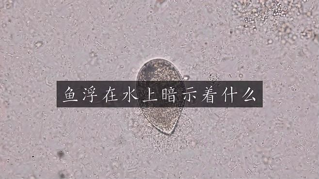 魚浮在水面是生病了嗎？