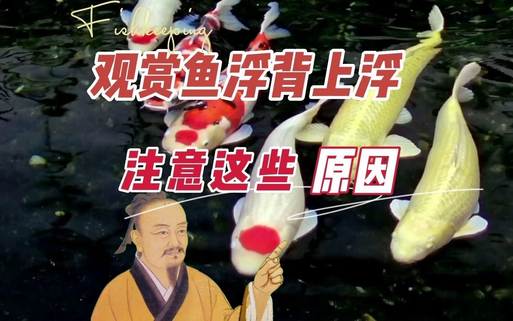 魚浮在水面是生病了嗎？
