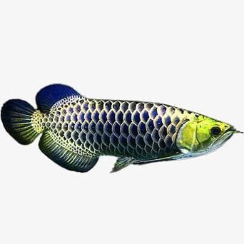 能推薦幾張紫金藍底過背金龍圖片嗎？