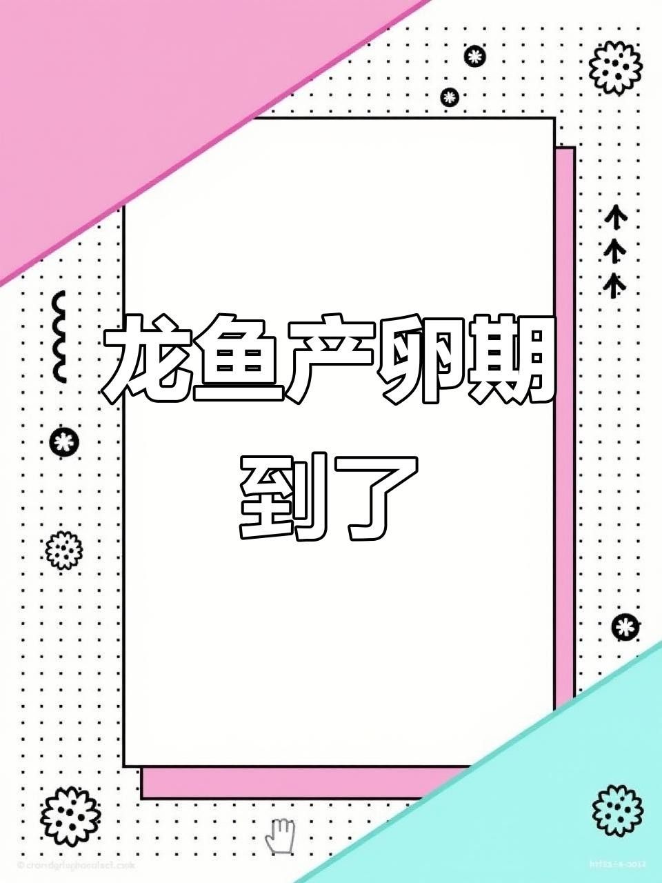 龍魚繁殖季節是什么時候？