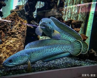 巴卡雷龍為什么那么貴：為什么巴卡雷龍的價格那么昂貴？