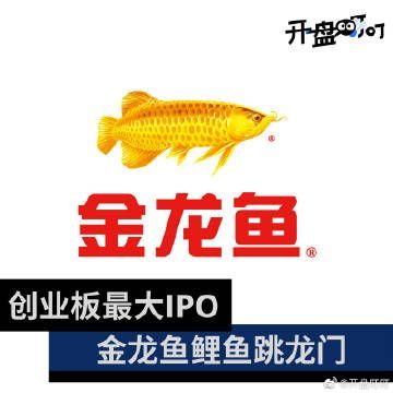 金龍魚成功上市：金龍魚ipo獲批