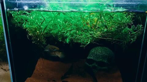 雷龍魚的顏色全靠燈光照射嗎：如何通過飲食改善雷龍魚色彩 雷龍魚的顏色全靠燈光照射嗎：如何通過飲食改善雷龍魚色彩 龍魚百科