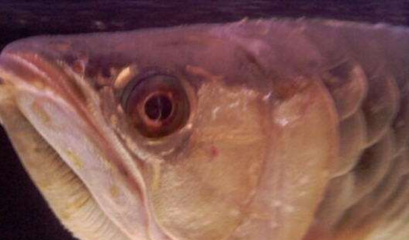 金龍魚眼睛白點是什么病毒