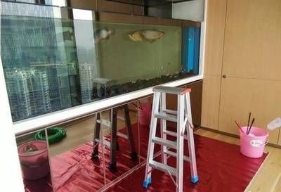 龍魚排便什么顏色正常(龍魚的糞便顏色可以反映其健康狀況) 龍魚百科 第1張 龍魚排便什么顏色正常(龍魚的糞便顏色可以反映其健康狀況) 龍魚排便什么顏色正常(龍魚的糞便顏色可以反映其健康狀況) 龍魚百科 第1張