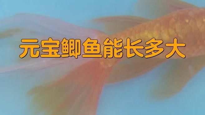 龍魚和什么魚混養最好視頻教程圖片