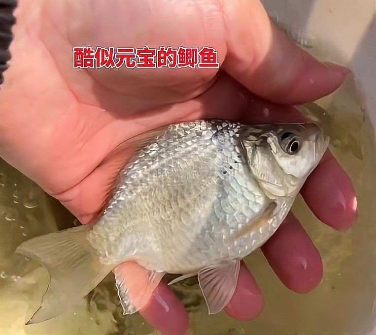 龍魚和什么魚混養最好視頻教程圖片
