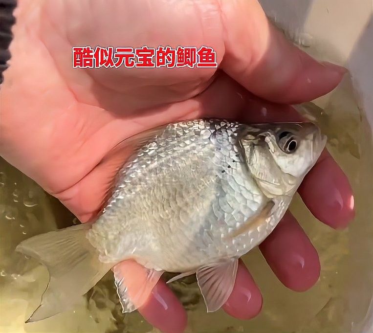 龍魚和什么魚混養最好視頻教程圖片
