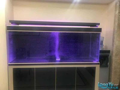 龍魚九龍缸：龍魚九龍缸怎么搭配 龍魚九龍缸：龍魚九龍缸怎么搭配 龍魚百科 第1張