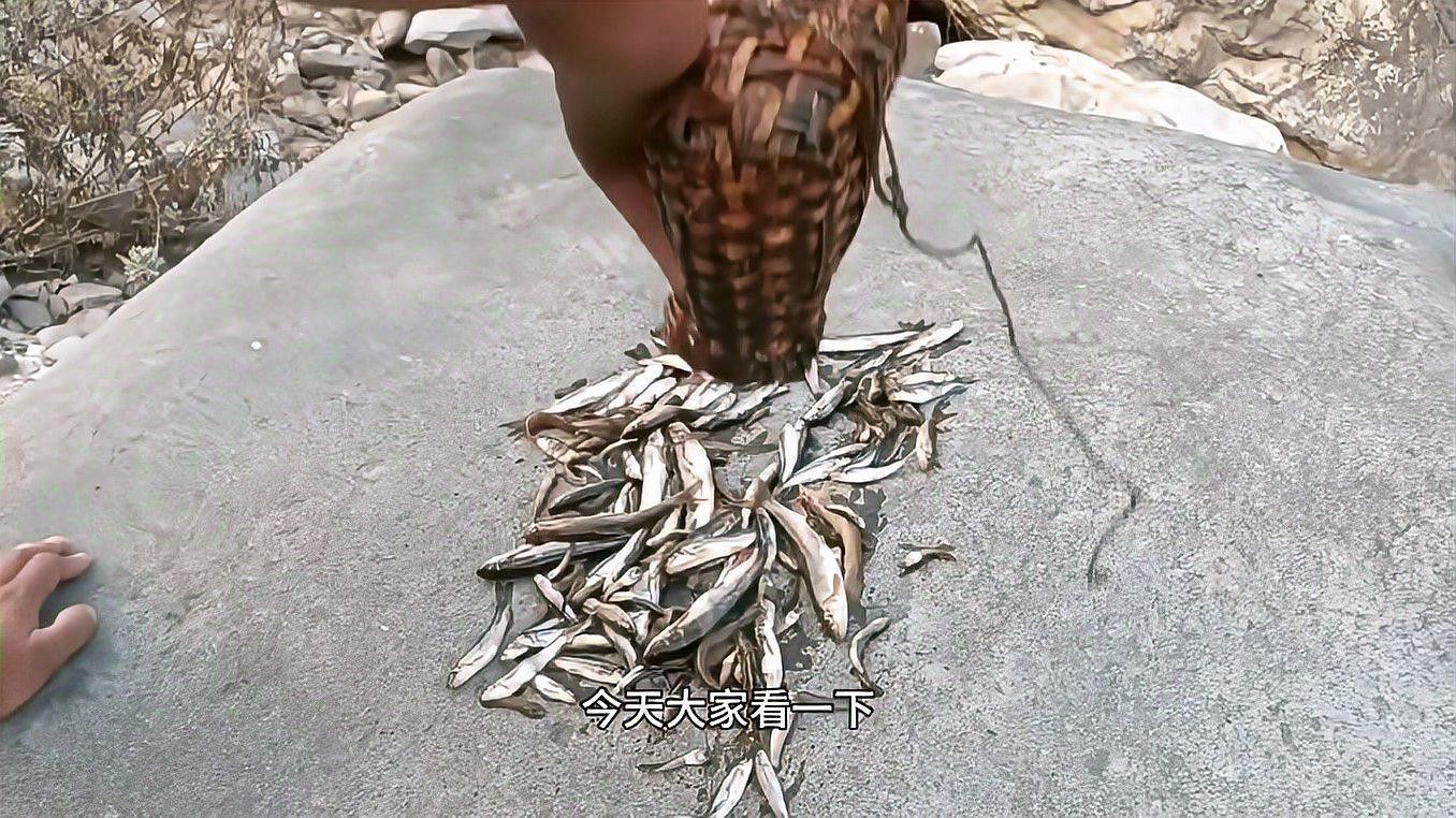 龍魚用的麻藥是什么藥物啊