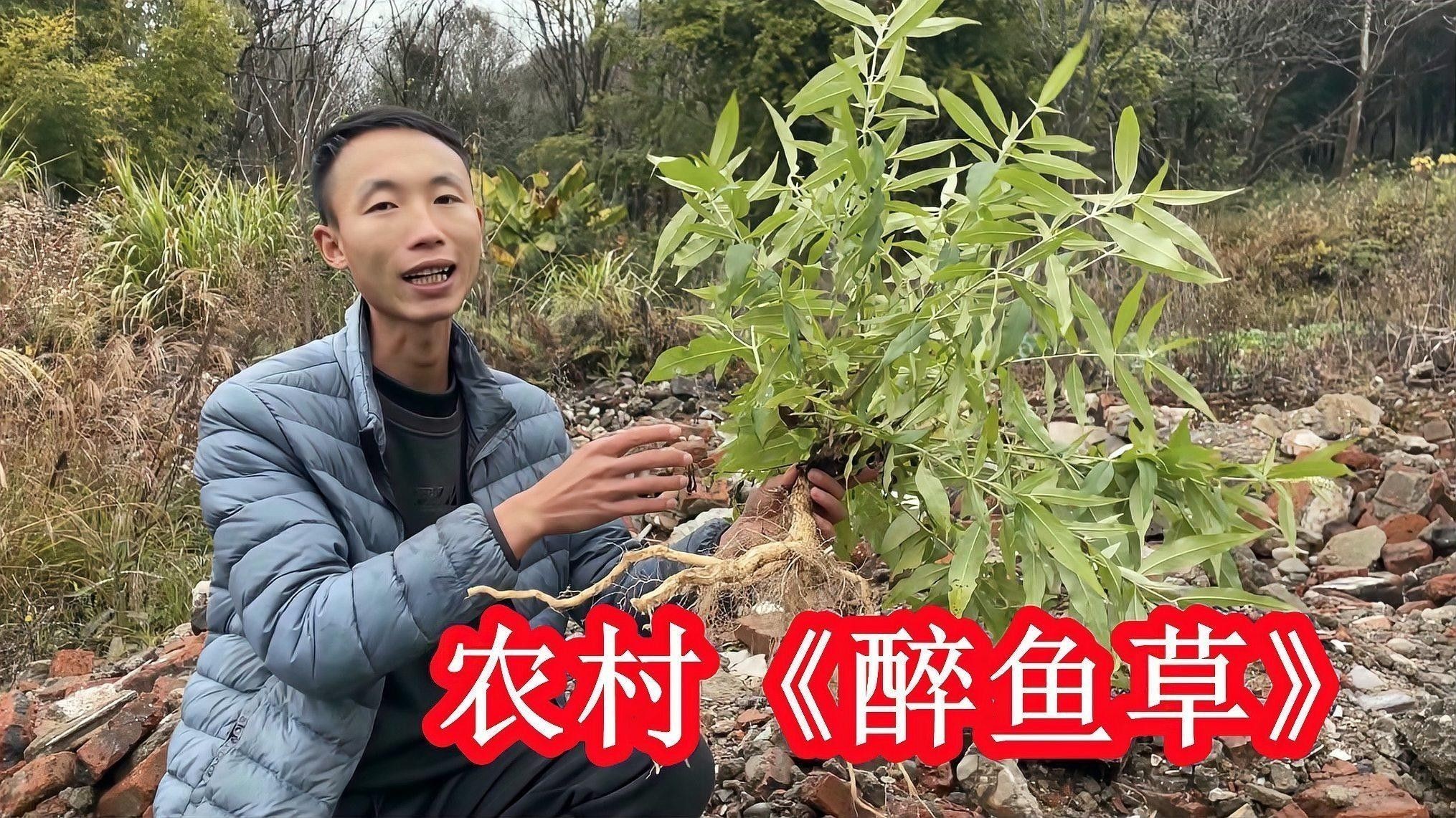 龍魚用的麻藥是什么藥物啊
