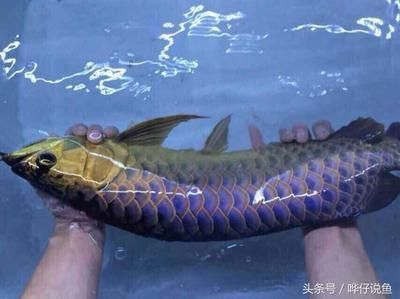 怎樣能讓龍魚不咬其他魚（龍魚咬其他魚怎么辦）