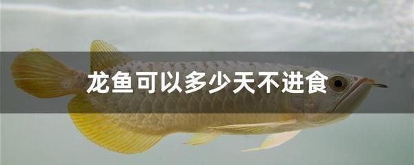 恐龍魚不吃飯能活幾天呀（恐龍魚在不進食的情況下能存活幾周到幾個月）