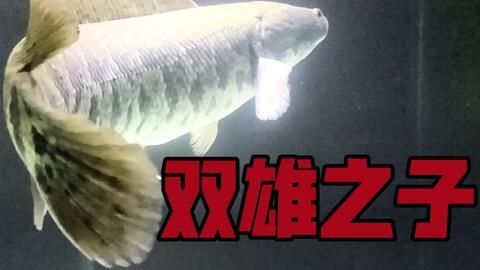 雷龍魚新品種有哪些種類，雷龍魚新品種及種介紹
