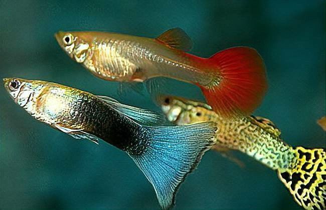 金龍魚爛尾會(huì)自愈嗎？ 金龍魚爛尾會(huì)自愈嗎？ 龍魚百科 第4張