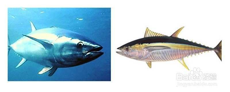 藍色黃鰭魚和黃鰭魚的區別