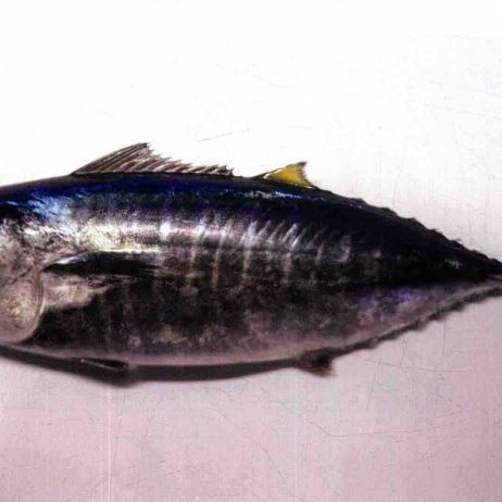 藍色黃鰭魚和黃鰭魚的區別