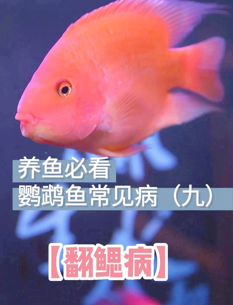 銀龍魚翻鰓手術后多久能恢復？