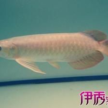 紅龍魚不進食怎么回事（紅龍魚不吃東西的原因及處理方法）