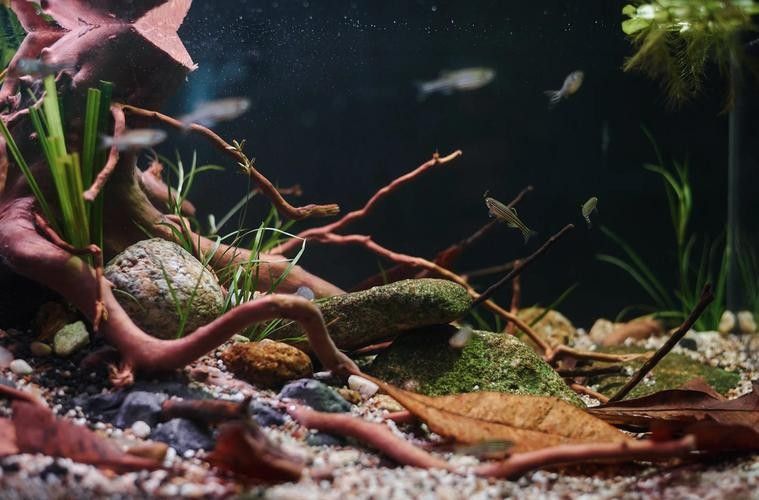 龍魚缸的最佳尺寸圖紙圖片