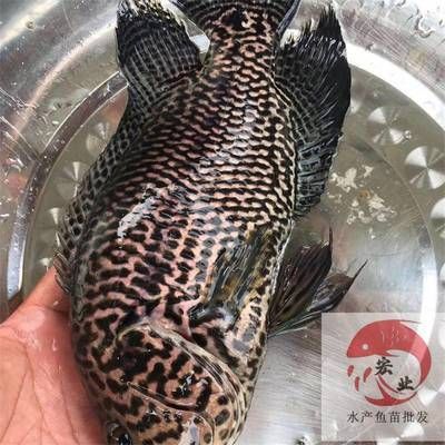 小龍魚育華幼兒園的學費是多少？：小龍魚育華幼兒園收費標準是多少？ 小龍魚育華幼兒園的學費是多少？：小龍魚育華幼兒園收費標準是多少？ 龍魚百科 第1張
