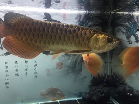 龍魚切尾教程：龍魚切尾教程詳情