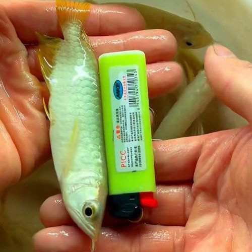 如何選擇適合金頭金龍魚的魚缸？ 如何選擇適合金頭金龍魚的魚缸？ 龍魚百科 第6張
